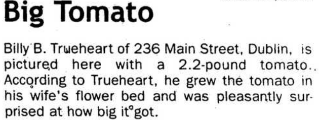 Newspaper clipping that is titled Big Tomato which talks about Billy Trueheart's 2.2 pound tomato that he grew. 
